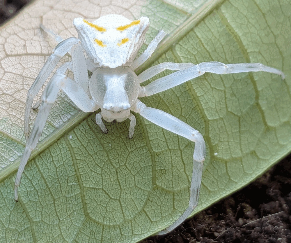Típica forma, patas y colores de una araña cangrejo