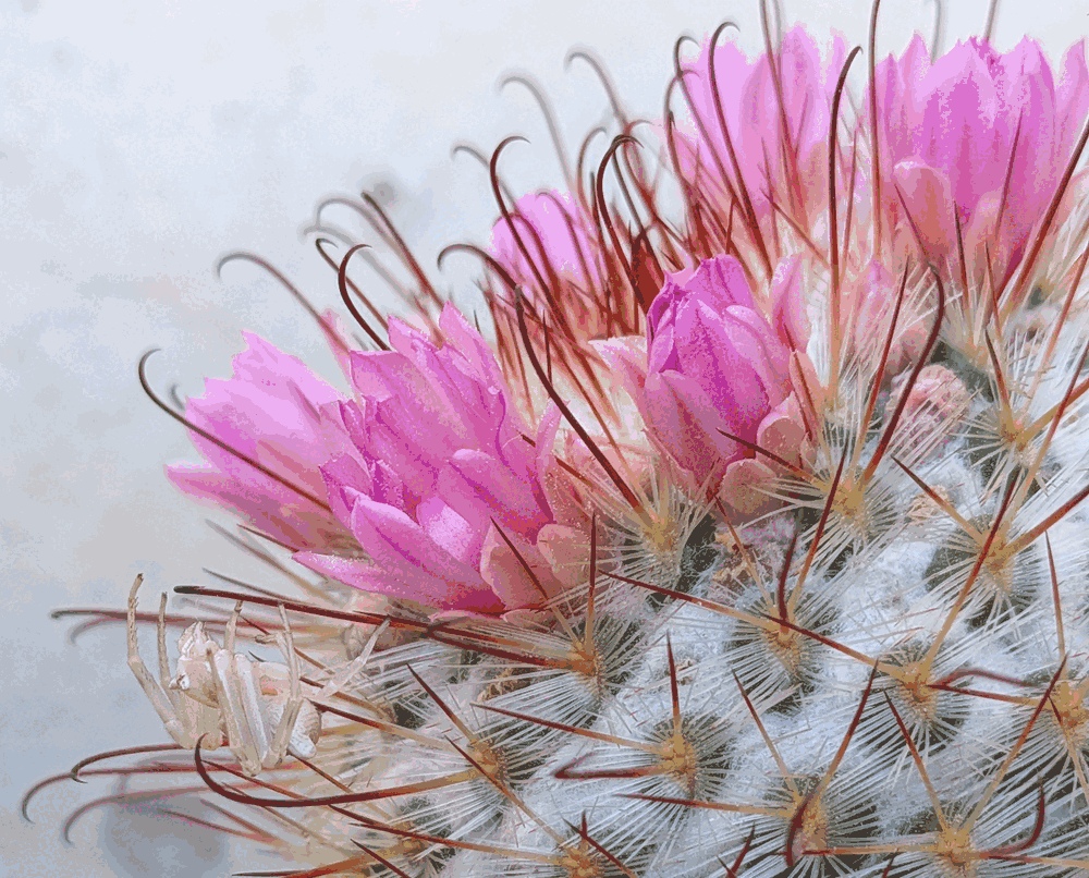Oculta entre flores de un cactus