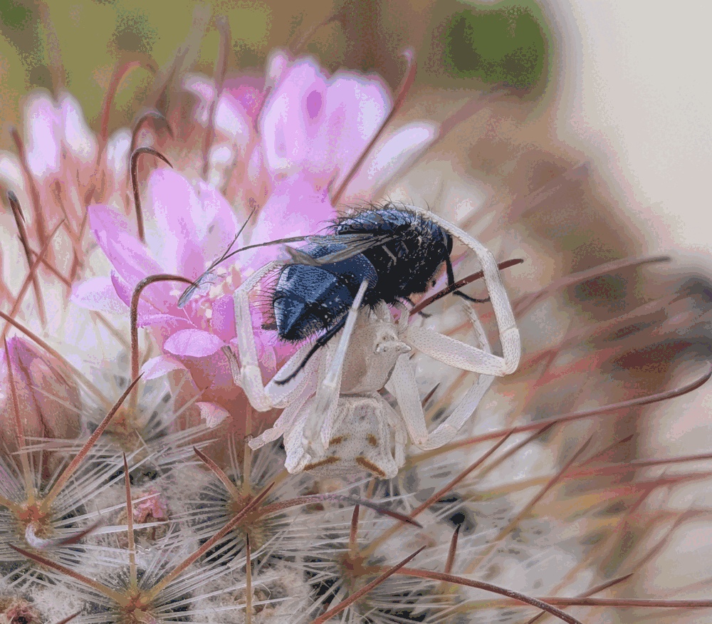 Disfrutando de una abeja azul