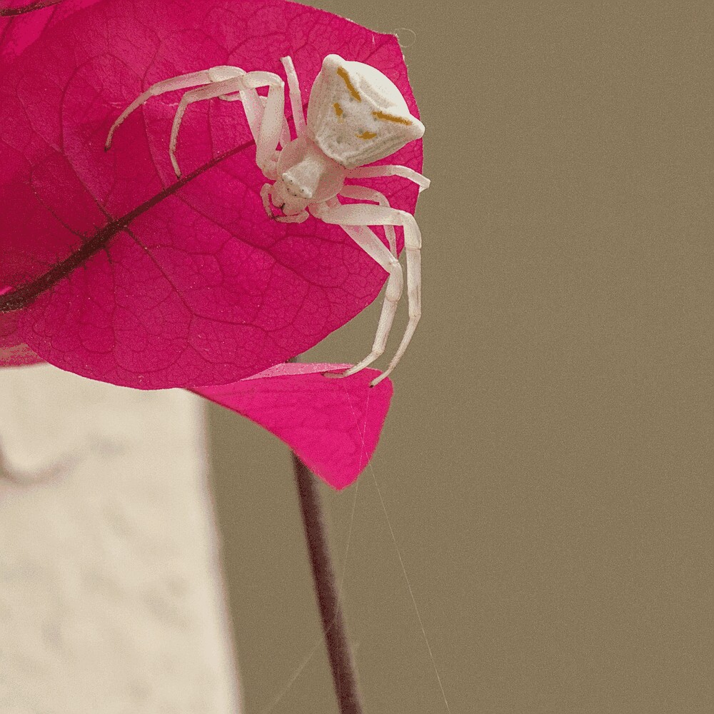 La araña