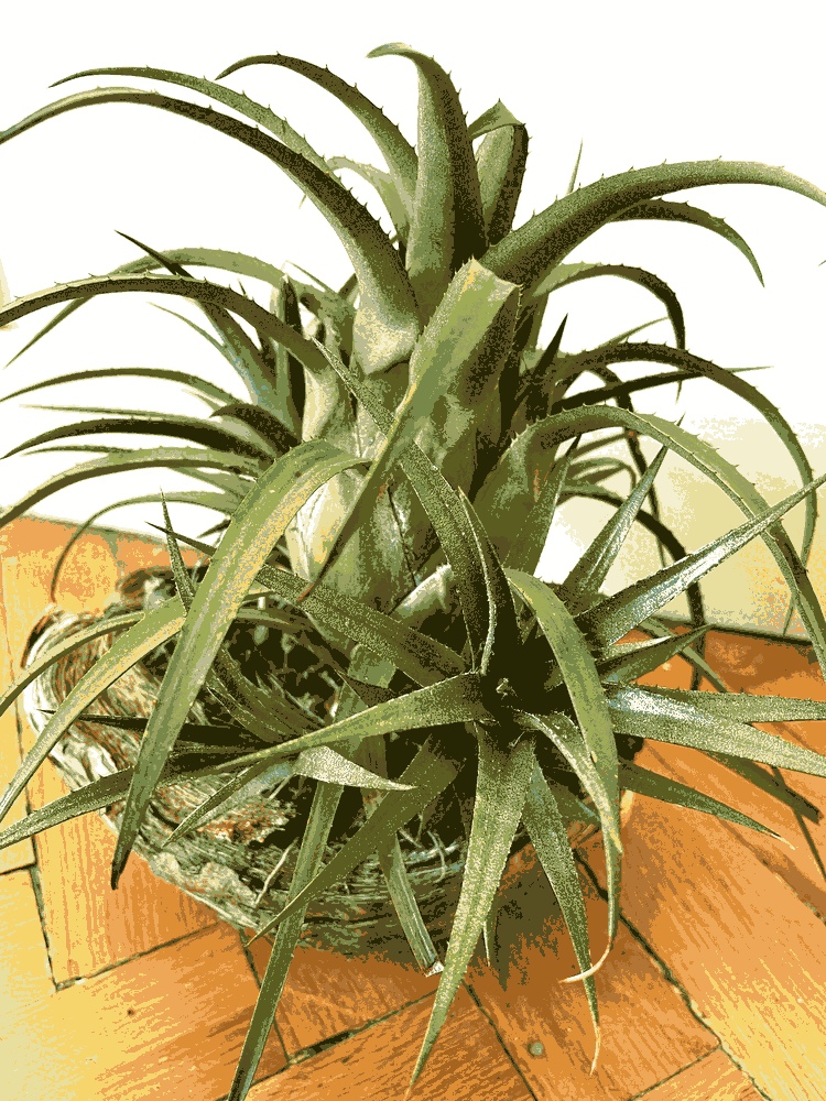 Aechmea Recurvata