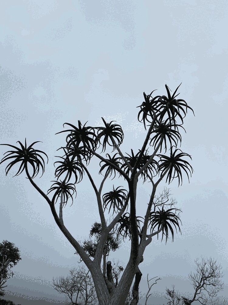 Aloidendron Barberae