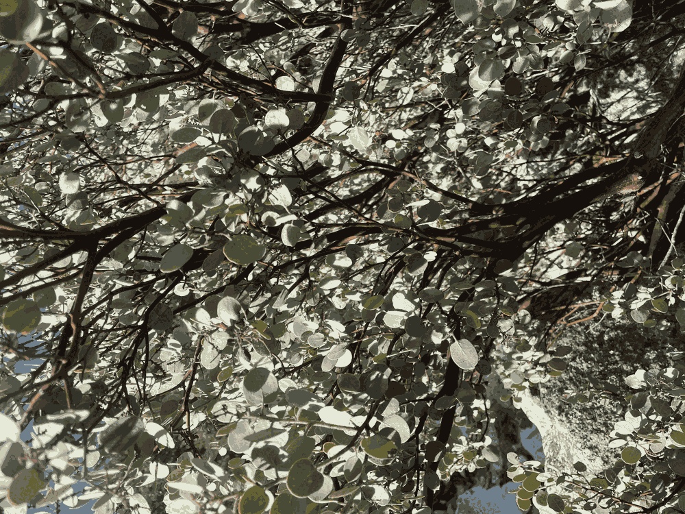 Arctostaphylos Viscida