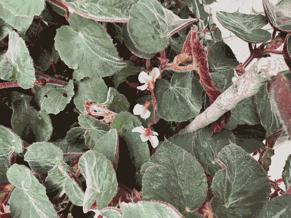 Begonia Acetosa