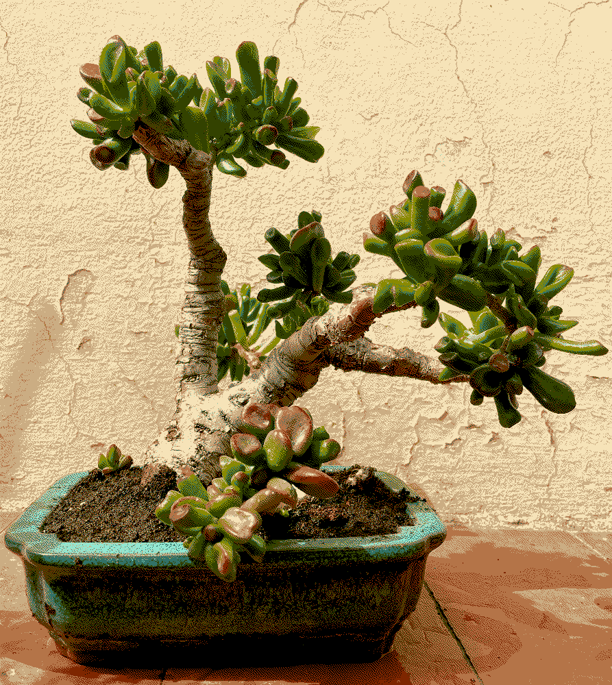 Crassula Ovata Monstruosa