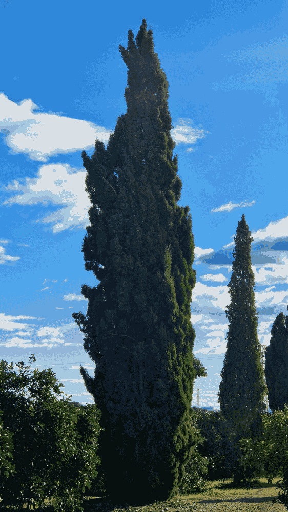 Cupressus Sempervirens