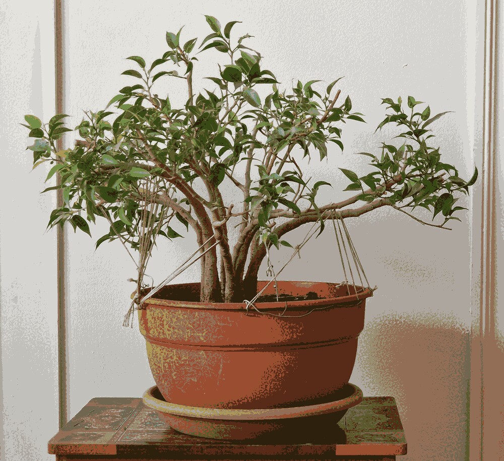 Ficus Benjamina