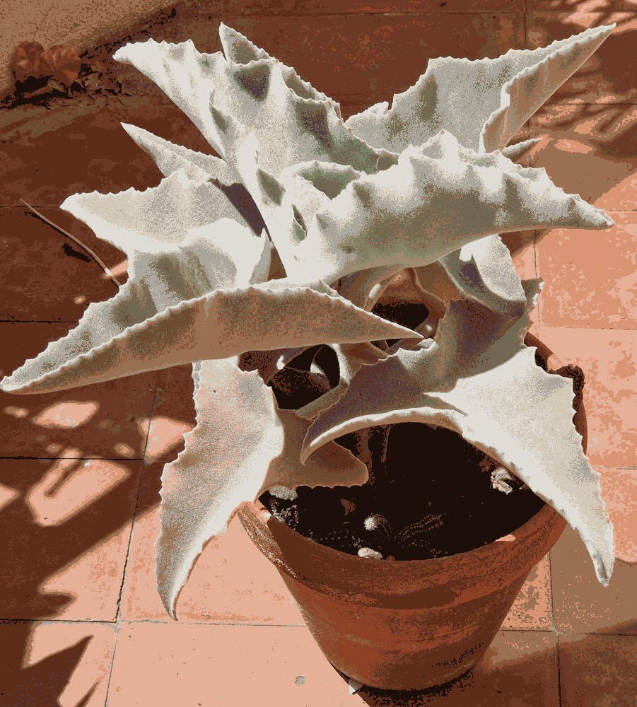 Kalanchoe Beharensis