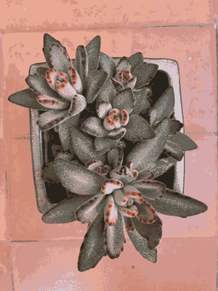 Kalanchoe Tomentosa