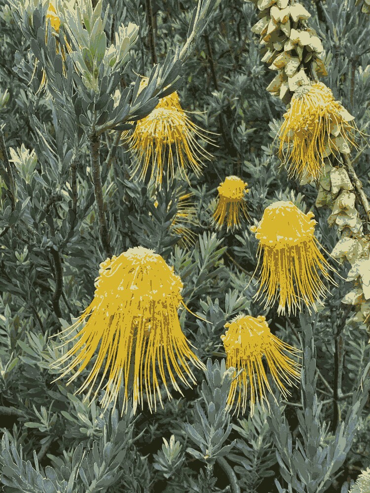 Leucospermum Reflexum var. Luteum
