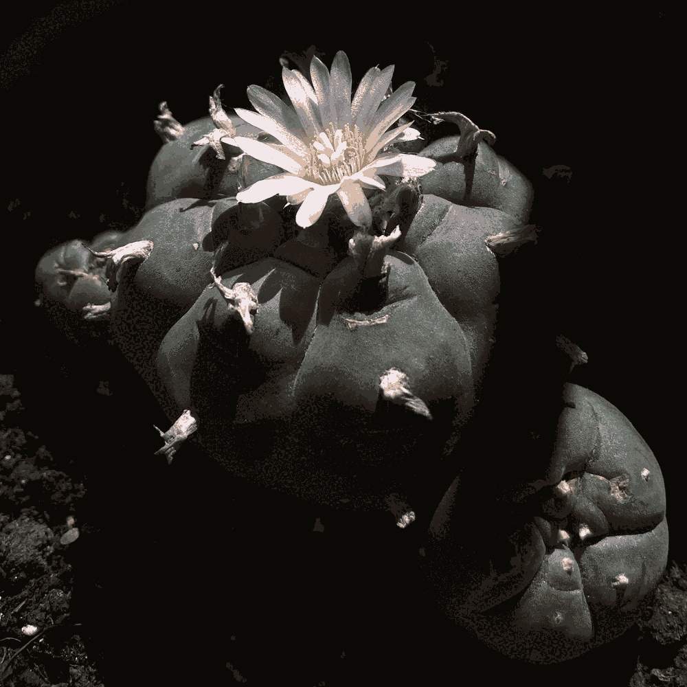 Lophophora Williamsii