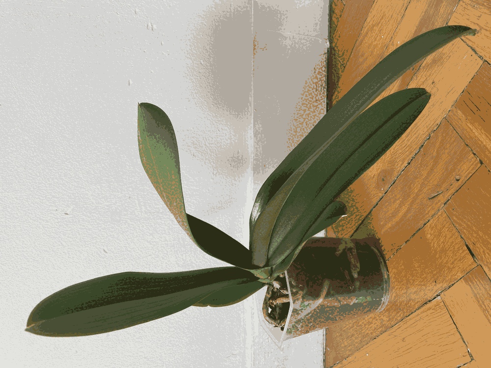 Phalaenopsis Amabilis