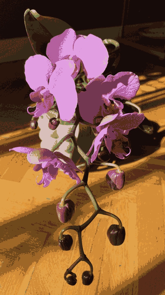 Phalaenopsis Amabilis
