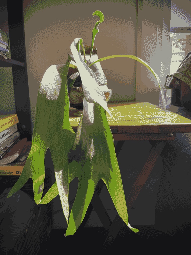 Platicerum Bifurcatum