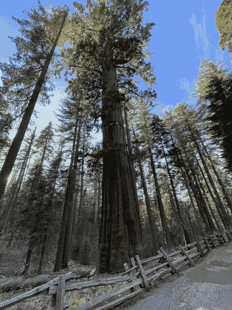 Sequoia Sempervirens