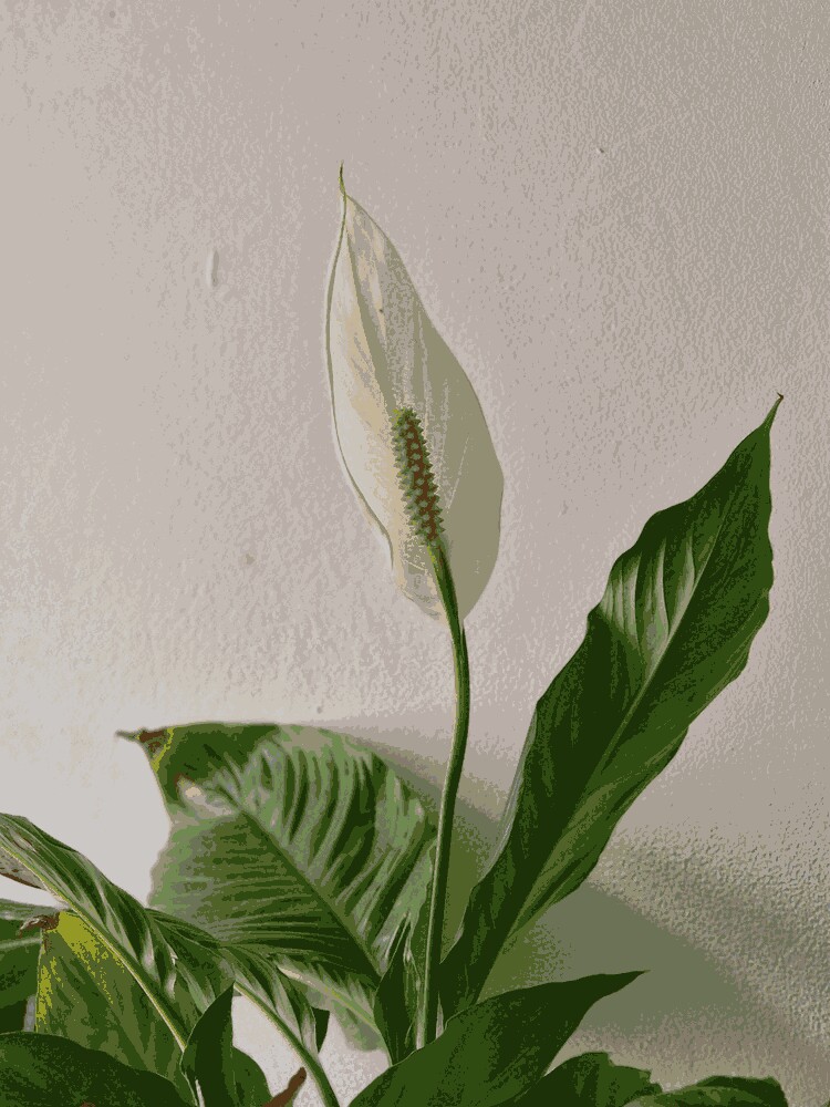Spathiphyllum Wallisii