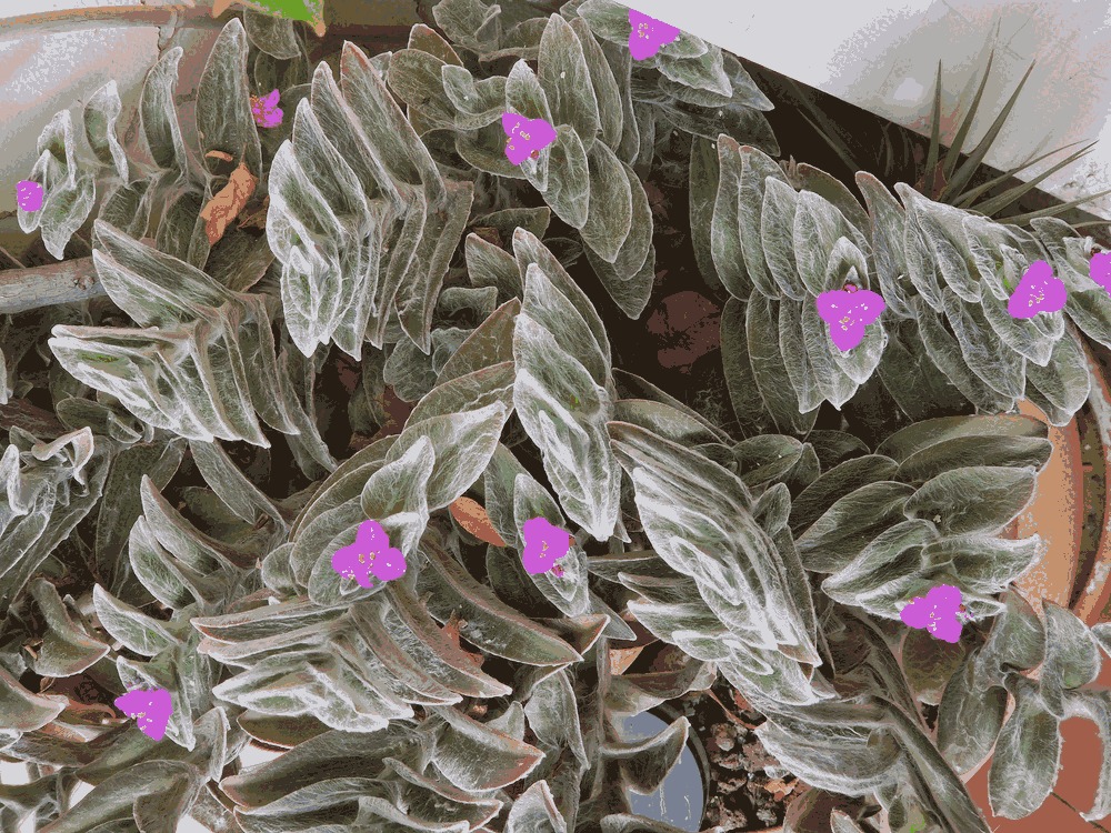 Detalle del crecimiento en fractal