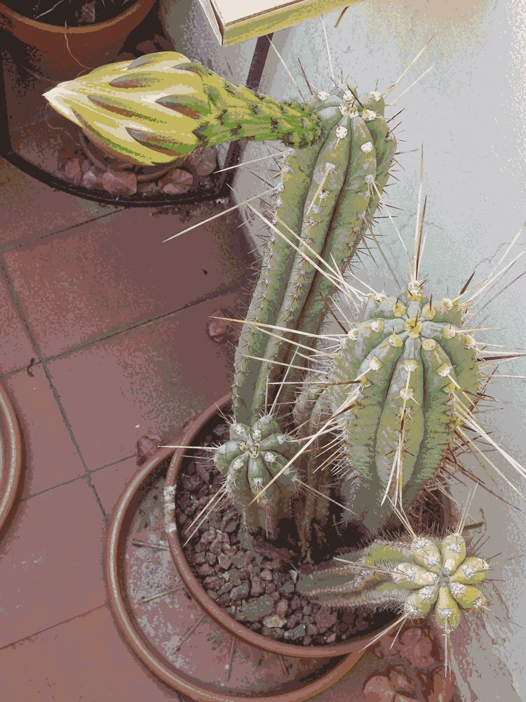 Trichocereus macrogonus var. pachanoi