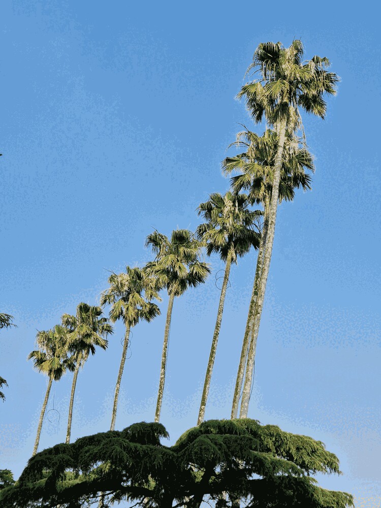 washingtonia-robusta