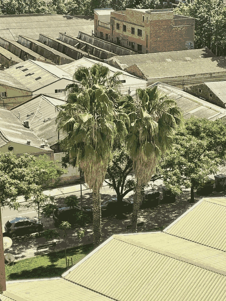 Washingtonia robusta